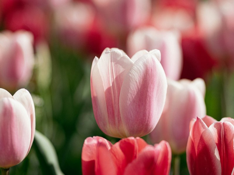 P&aring;sk i gemenskap